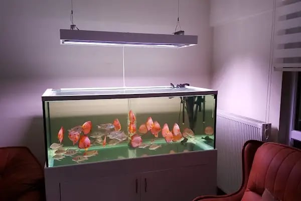 Ömer Akvaryum &amp; Petshop - Resim 18