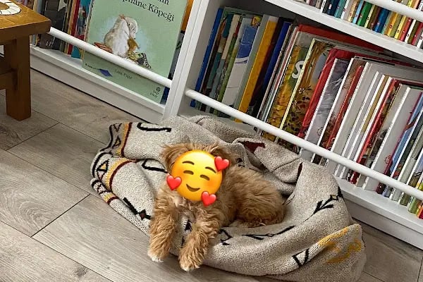 Pet Station - Köpek Üretim Çiftliği ve Satış Merkezi - Ankara - Resim 2
