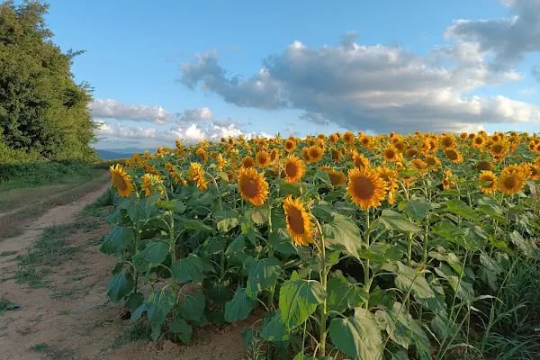 Sakarya Valiliği - Resim 10