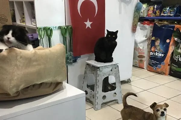 Mozaik Petshop - Resim 7