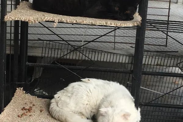 Mozaik Petshop - Resim 9