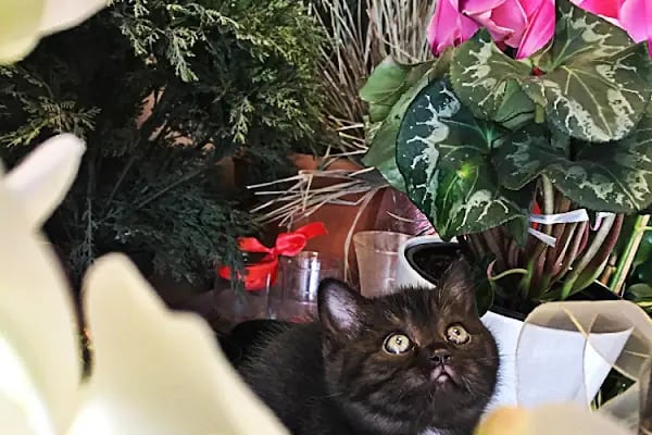 Mozaik Petshop - Resim 16