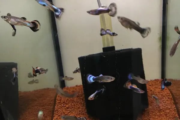 Mozaik Petshop - Resim 12