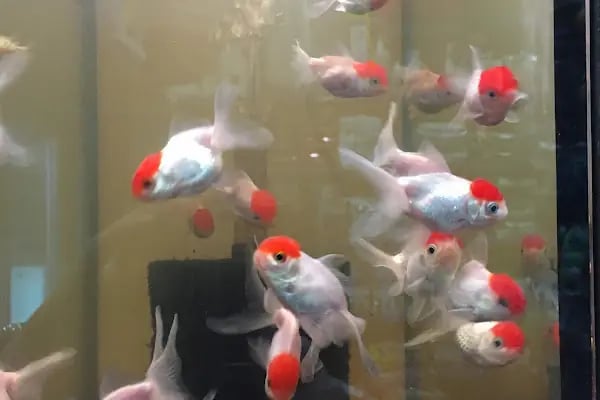 Mozaik Petshop - Resim 5