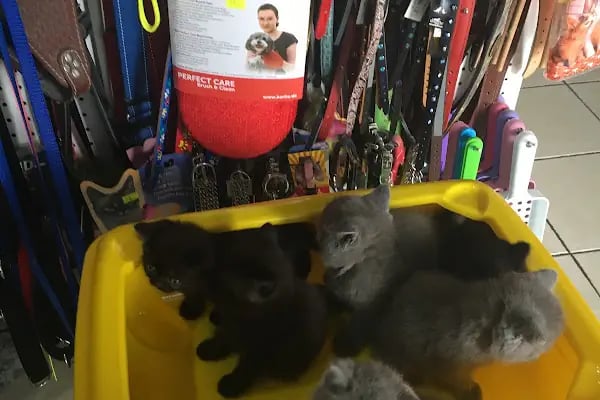 Mozaik Petshop - Resim 11