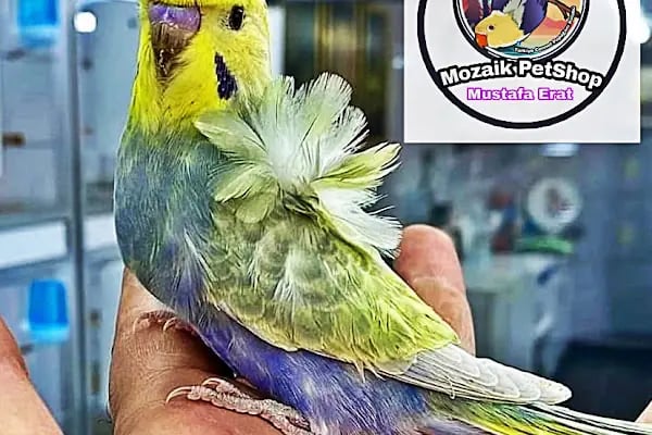 Mozaik Petshop - Resim 15