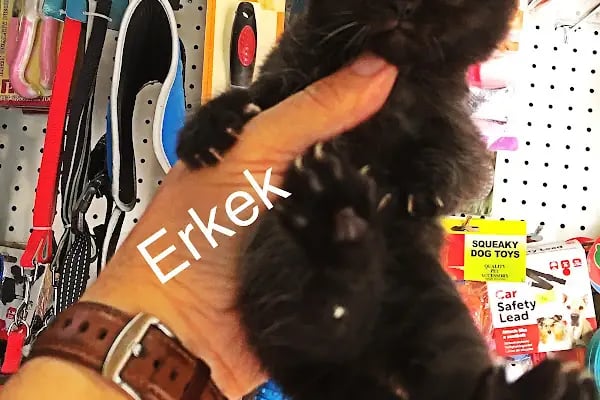 Mozaik Petshop - Resim 14