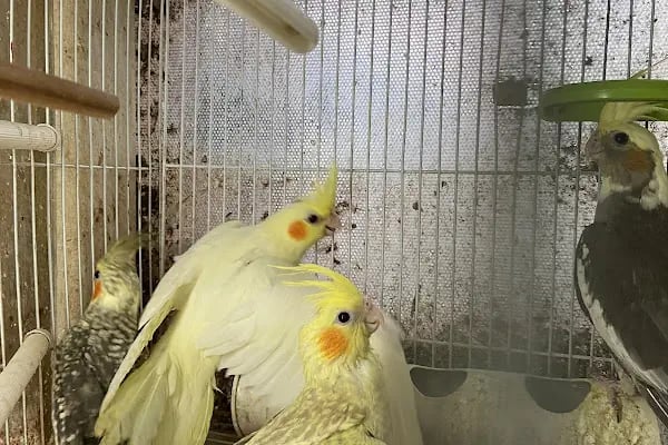 Mozaik Petshop - Resim 4