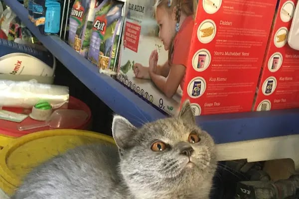 Mozaik Petshop - Resim 10