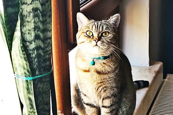 Mozaik Petshop - Resim 3