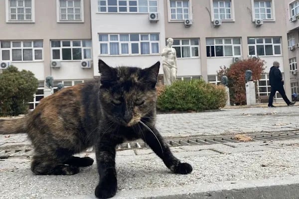 Dokuz Eylül Üniversitesi Fen Fakültesi - Resim 6