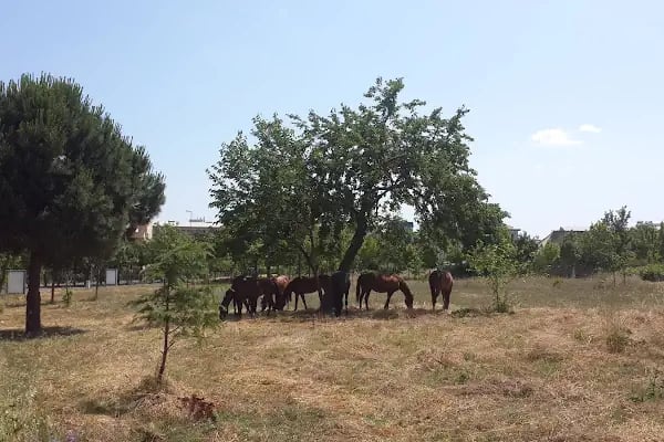 İstanbul Üniversitesi Avcılar Kampüsü - Resim 6