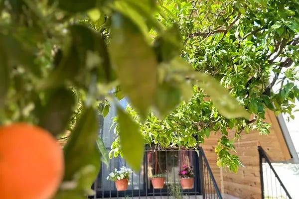 Orange Garden Bungalow - Resim 10