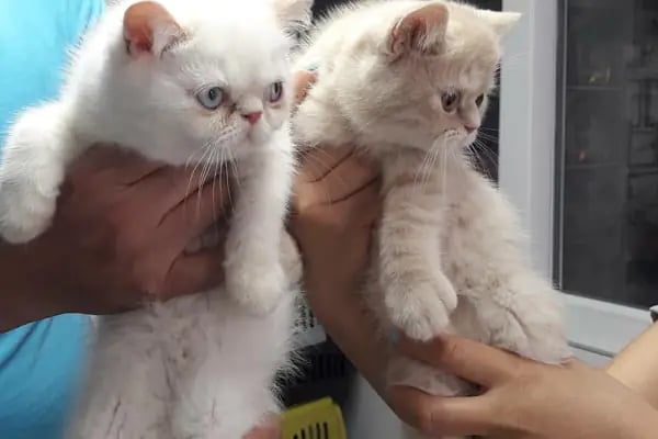 PET LİFE İZMİR VETERİNER KLİNİĞİ - Resim 2