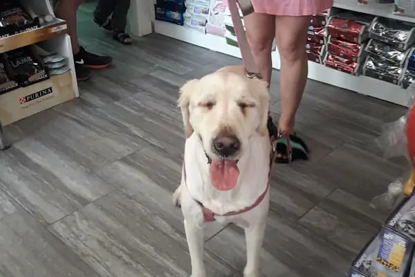 PET LİFE İZMİR VETERİNER KLİNİĞİ - Resim 5