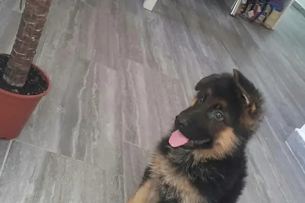 PET LİFE İZMİR VETERİNER KLİNİĞİ - Resim 7