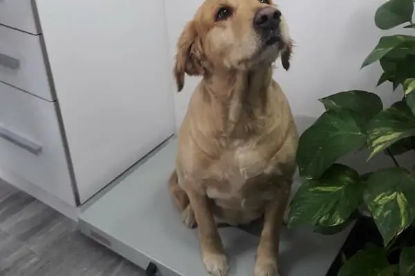 PET LİFE İZMİR VETERİNER KLİNİĞİ - Resim 3