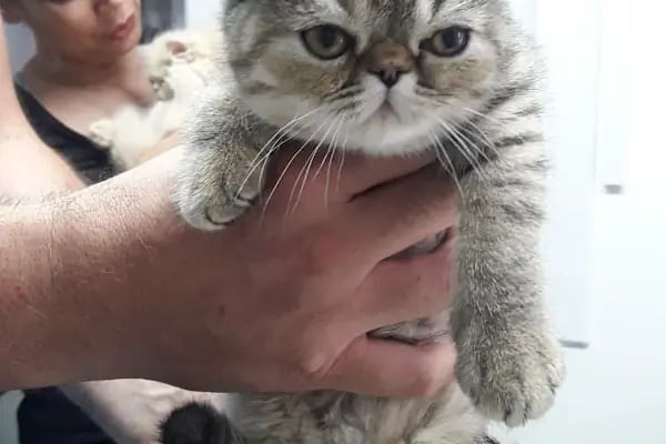 PET LİFE İZMİR VETERİNER KLİNİĞİ - Resim 18