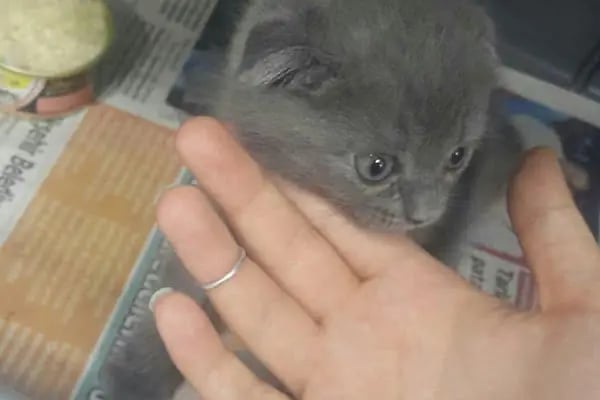 PET LİFE İZMİR VETERİNER KLİNİĞİ - Resim 10