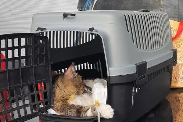 PET LİFE İZMİR VETERİNER KLİNİĞİ - Resim 9