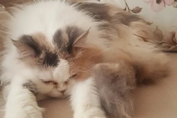 PET LİFE İZMİR VETERİNER KLİNİĞİ - Resim 11