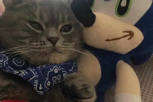 Boncuk pet Veteriner Kliniği ofis yenişehir - Resim 6