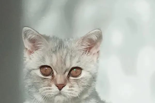 Boncuk pet Veteriner Kliniği ofis yenişehir - Resim 3