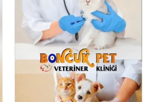 Boncuk pet Veteriner Kliniği ofis yenişehir - Resim 8