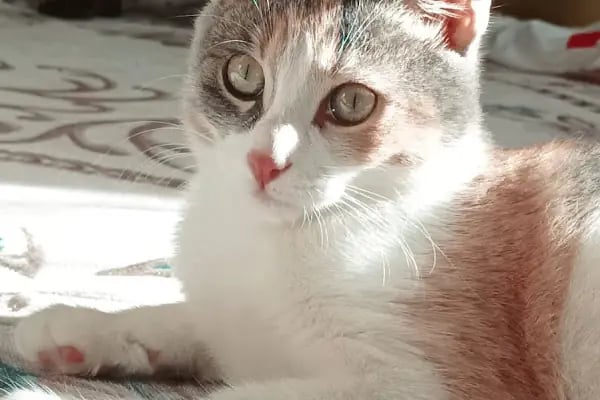 Boncuk pet Veteriner Kliniği ofis yenişehir - Resim 4