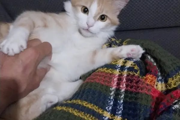 Boncuk pet Veteriner Kliniği ofis yenişehir - Resim 2