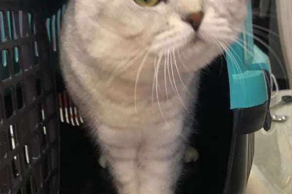 Ayyıldız Petshop Evcil Hayvan Malzemeleri - Resim 1