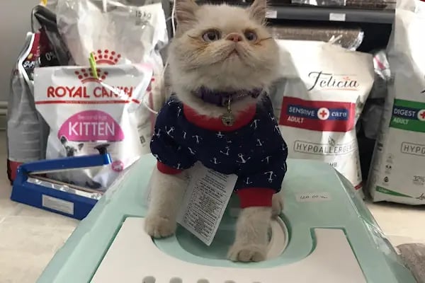 Eylül Petshop - Resim 15