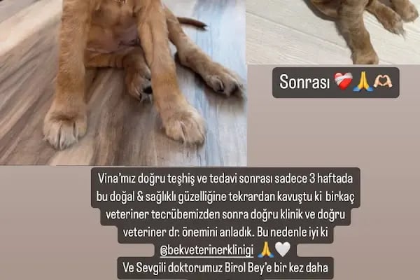 BEK Veteriner Kliniği - Resim 5