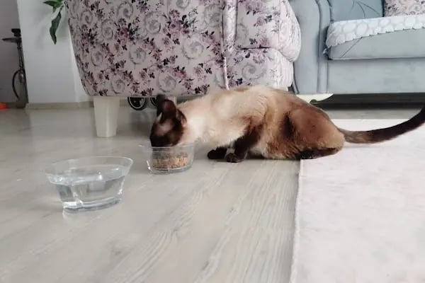 BEK Veteriner Kliniği - Resim 2