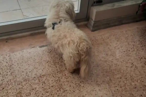 BEK Veteriner Kliniği - Resim 7