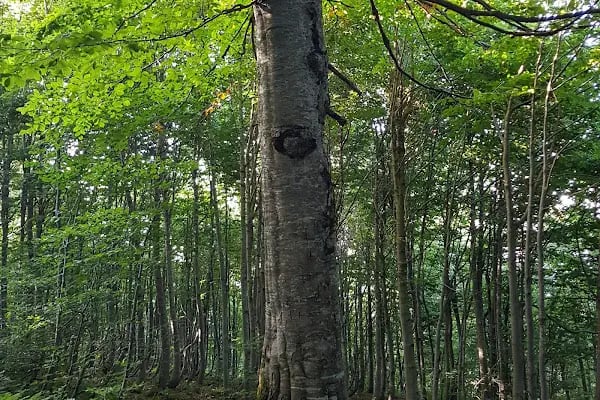Kuzuyayla Tabiat Parkı - Resim 20