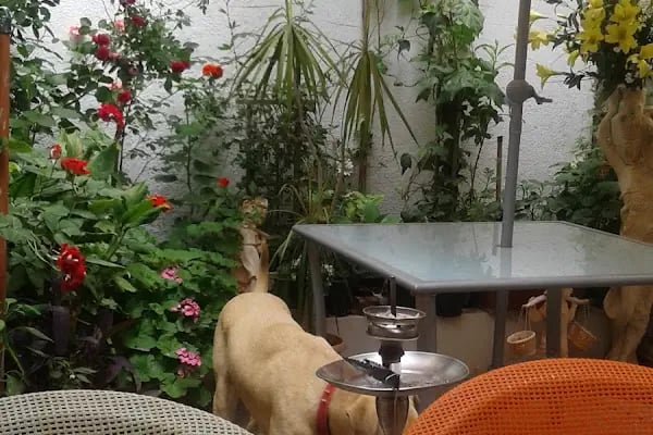 Arda Veteriner Kliniği - Resim 18