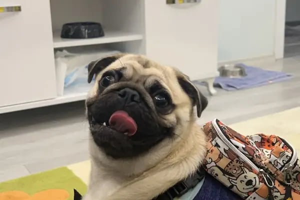 Arda Veteriner Kliniği - Resim 15