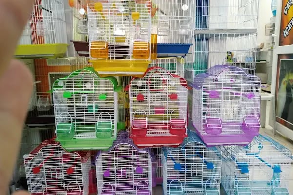 Albino petshop konya - Resim 17