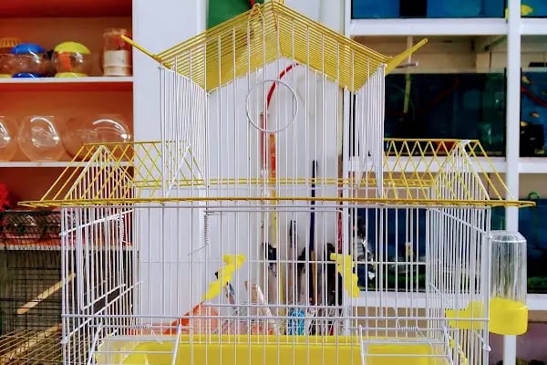 Albino petshop konya - Resim 4