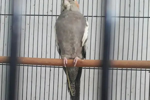 Albino petshop konya - Resim 16