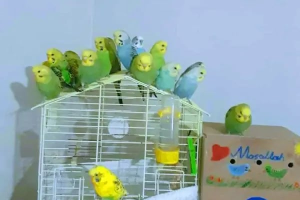 Albino petshop konya - Resim 12