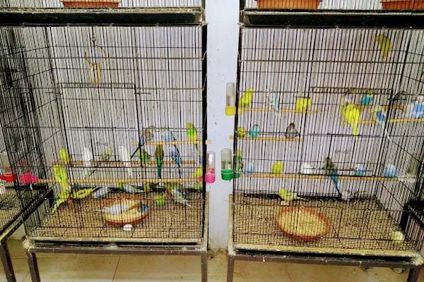 Albino petshop konya - Resim 19