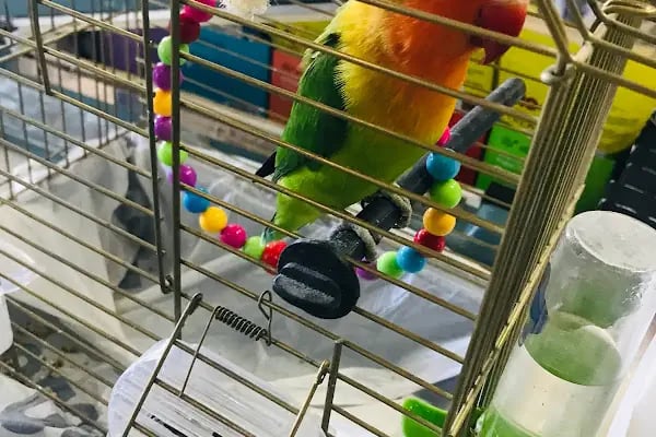MİNNAK PETSHOP BURSA - Resim 12