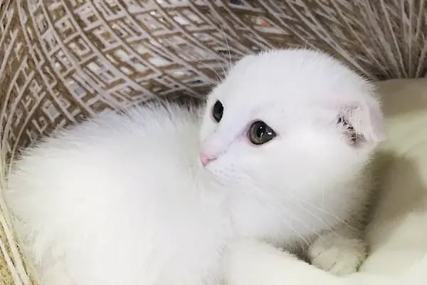 MİNNAK PETSHOP BURSA - Resim 14