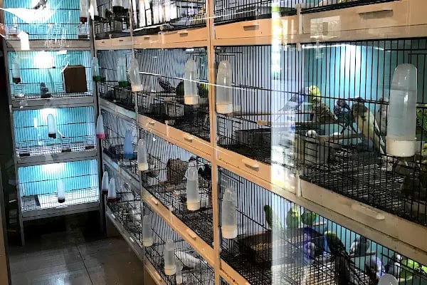MİNNAK PETSHOP BURSA - Resim 5
