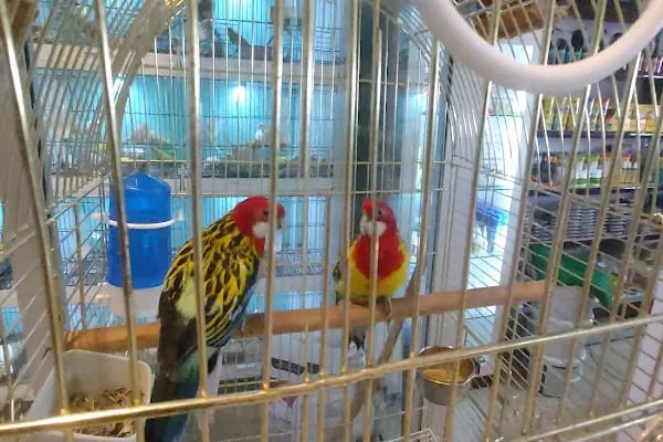 MİNNAK PETSHOP BURSA - Resim 13