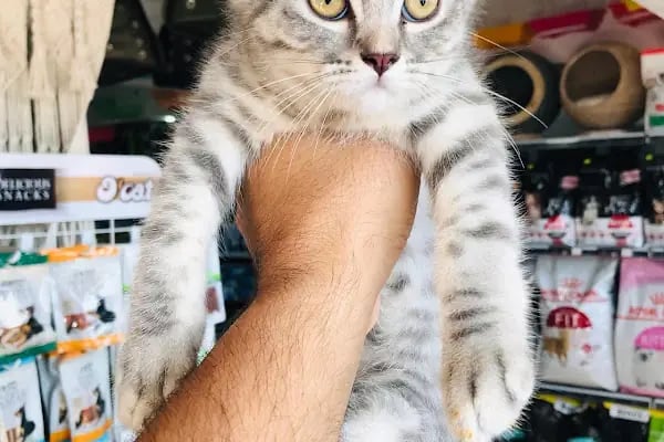 MİNNAK PETSHOP BURSA - Resim 3
