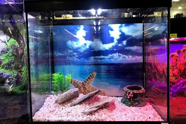 MİNNAK PETSHOP BURSA - Resim 20