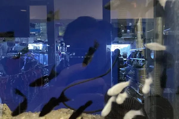 MİNNAK PETSHOP BURSA - Resim 16
